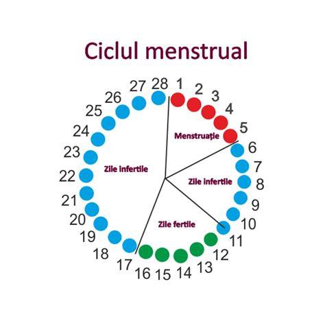 Infografic: Ciclu de inchidere a inelului ombilical dupa nastere