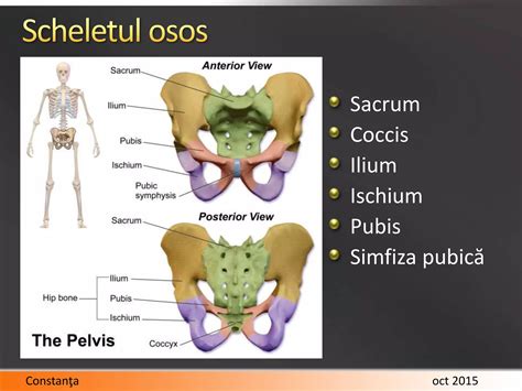 Infographic: Anatomia bazinului si stramtorile pelvine