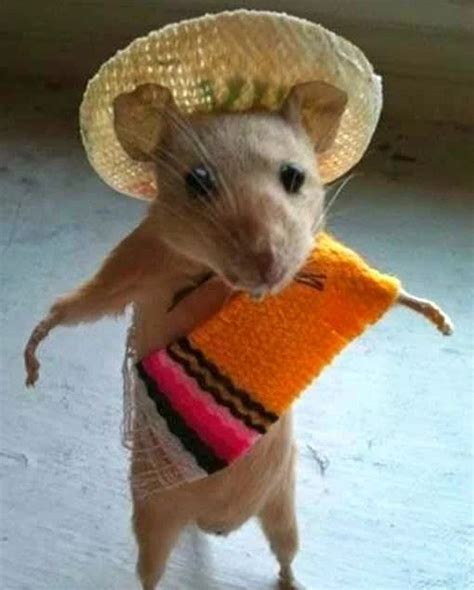 Animale amuzante în ipostaze neașteptate