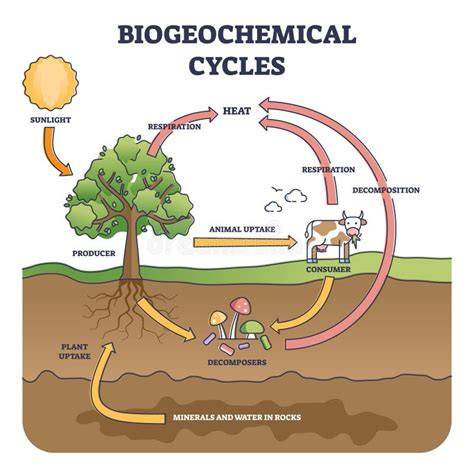 Diagramă generală a fluxului FIV pe ciclu natural și slab stimulat