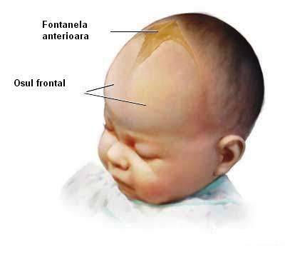Fontanela anterioară mare și fontanela posterioară mică, scheme explicativă