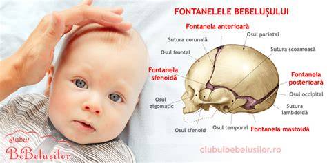 Infografic despre fontanele: 6 fontanele la nastere, dintre care fontanela anterioara este cea mai mare