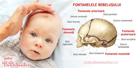 Schema fontanelelor: anterioara mare, posterioara mica si fontanelele late
