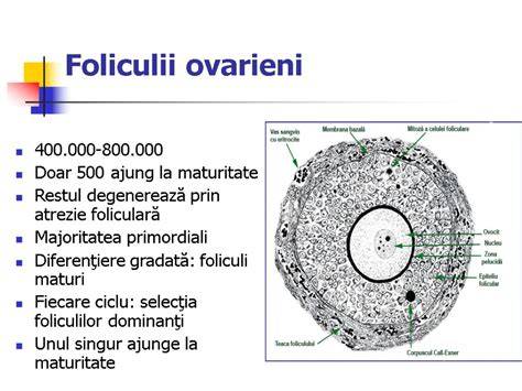 Infografic: Evoluția foliculilor ovarieni de la primordiali la Graaf