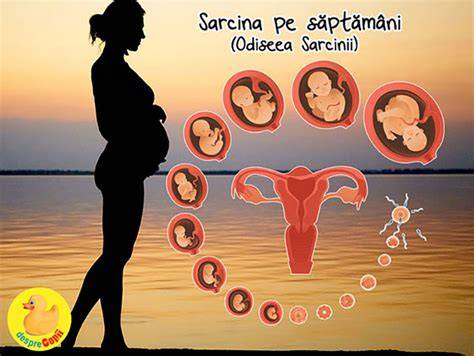 Infografic: etapele dezvoltarii fatului pe saptamani