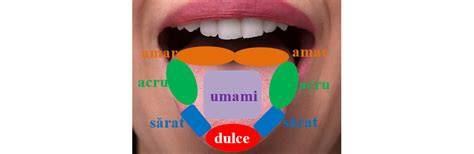Infografie: gusturi si aromele in amniotic