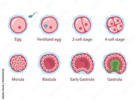Diagrama stadiilor embrionare umane (zigot, morula, blastocist, implantare)