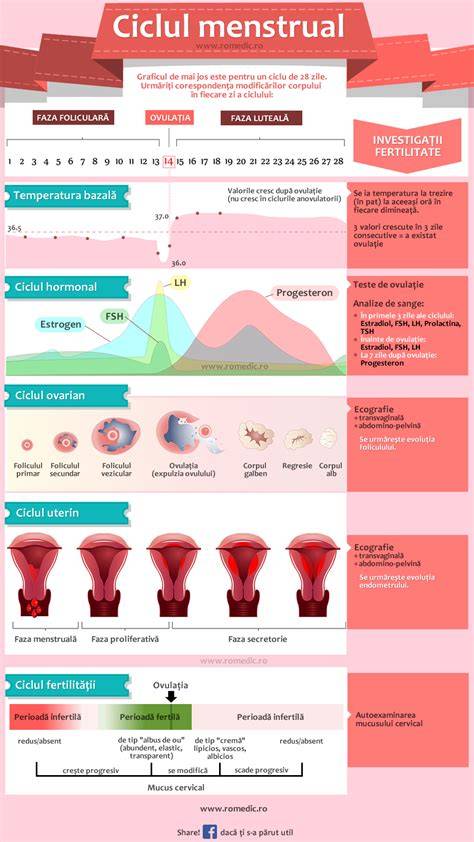 Infografic: ciclul menstrual si modificările mucusului cervical in timpul lui