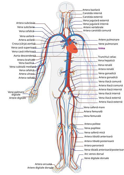 Schema sistemului cardiovascular