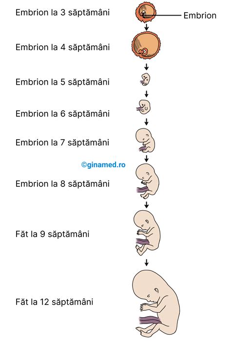 Infografie: etapele morfologiei fetale pe trimestre