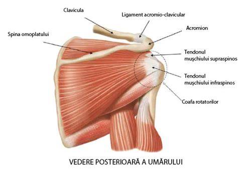 Infografic despre anatomia umărului: coafa rotatorie, bursa subacromială, labrum