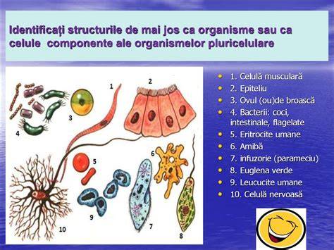 Diagrama privind tipurile de celule stem și relațiile lor de diferențiere