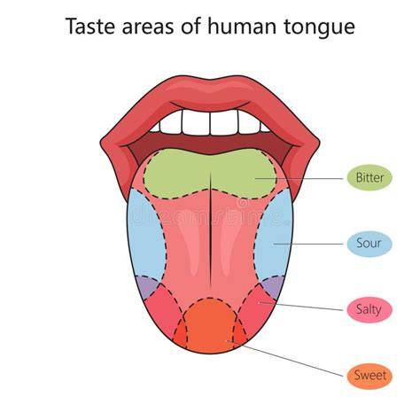 Diagramă: zonele sensibile ale degetelor bebelușului