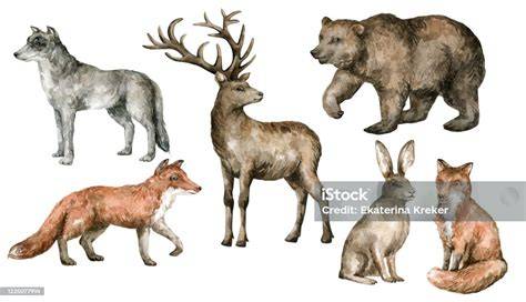 Imagine cu animale în Arcaland: alpaca, cerb carpatin, iepuri