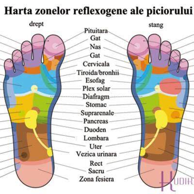 Harta evoluției mărimilor piciorului pe vârste