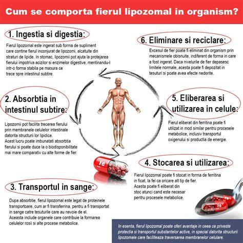 Infografic: cum se absoarbe fierul din alimente și suplimente