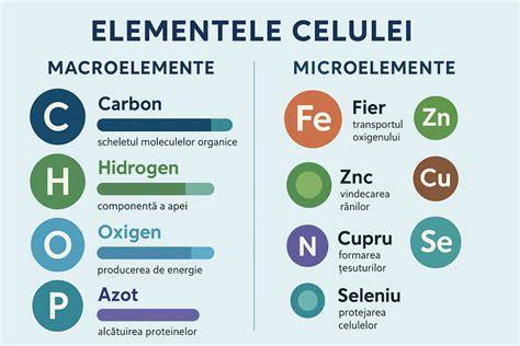 Infografic: Compoziția Tamus communis și principalele ingrediente active