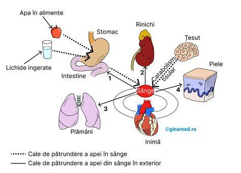 Infografic - Căi de formare a cheagurilor de sânge în organism
