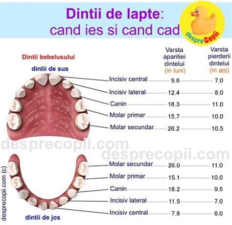 Diagrama ordinii eruperii dintilor de lapte