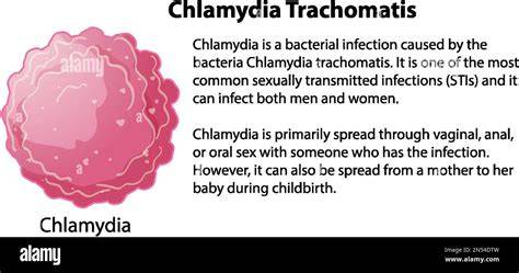 Infografic despre traseul Chlamydia trachomatis în organism și potențialele complicații ale fertilității