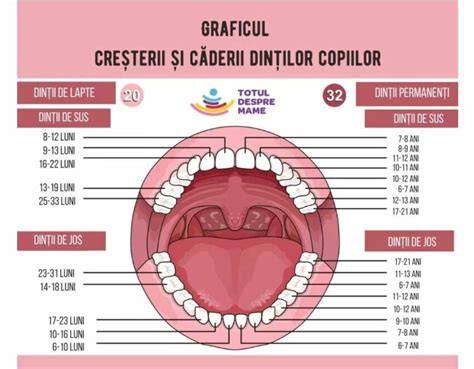 Infografic: Etapele erupției dentare la bebeluși