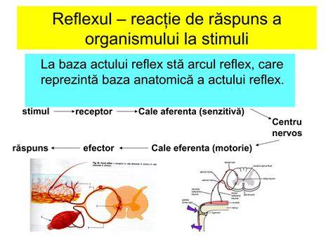 Diagramă despre reflexul palmar și direcțiile de dezvoltare