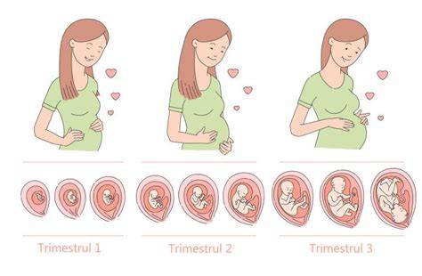Infografic: etape morfologie fetală pe trimestre și principalele măsurători biometice