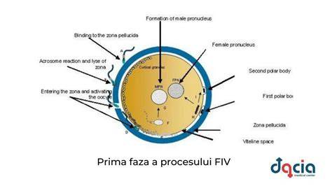 Diagramă a procesului FIV cu ICSI
