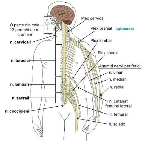 Diagrama impactului capsaicinei asupra nervilor și durerii