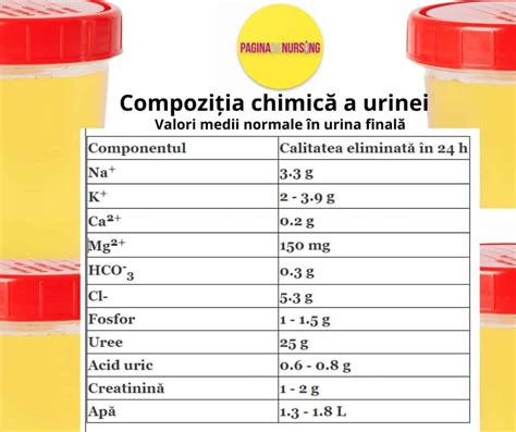 Infografic: „Călătoria urinei prin corp”