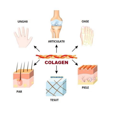 Infografic: cum functionează vergeturile în sarcină (elastină și colagen)