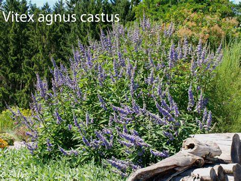 Infografic: mecanismele de acțiune ale Vitex agnus-castus în reglarea prolactinei și LH