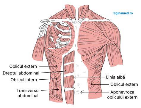 linia nigra și pigmentare abdominală