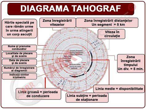 Tipuri de ovulație și interpretarea fazelor ciclului în diagrama BB