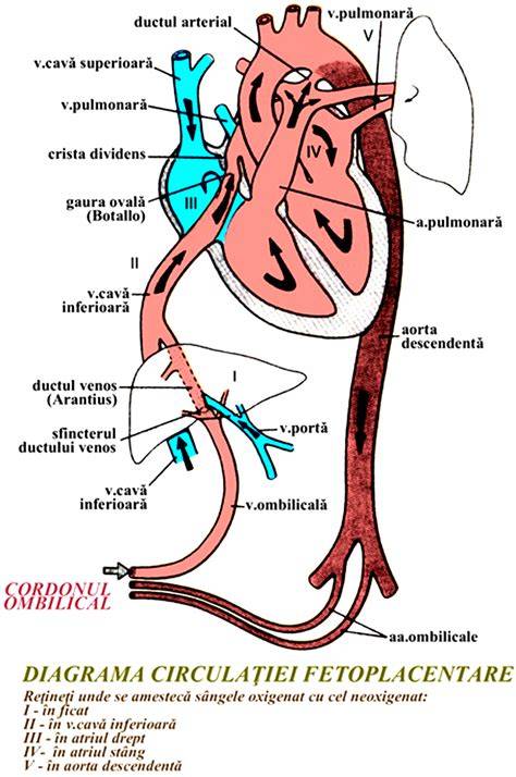Infografic: Anatomia cordonului ombilical si circulatia fetala