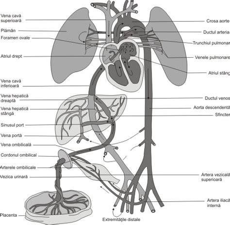 diagrama circulatiei fetale si pozitia cordonului ombilical in jurul gatului
