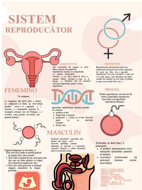 Infografic: Anatomia aparatului reproductiv masculin și locurile frecvente de afectare