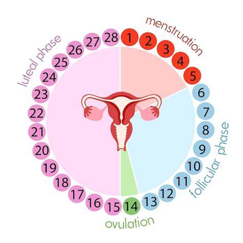 Infografic: cronologia recuperarilor dupa avort (sangerare, ovulatie, menstruatie)
