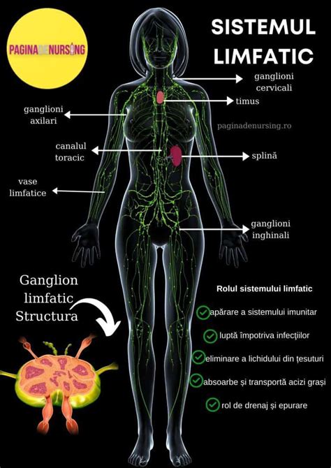 Infografic: Calea fluxului limfatic și mecanismul chilotoraxului