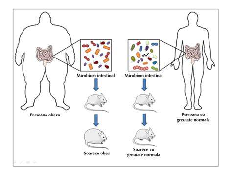 Schema legaturii dintre cezariană, microbiom și risc de obezitate