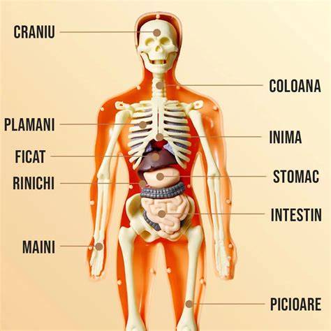 Infografic cu reacția corpului la traume fizice la copii