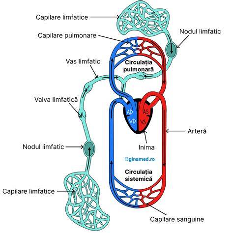 Diagrama flux limfatic si circulatie suboculara