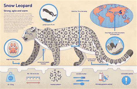 Snow leopard in the mountains diagram