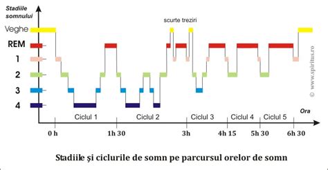 Infografic - Cicluri de somn ale nou-născutului, repere zilnice