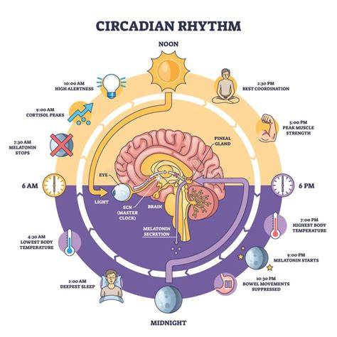 Diagrama ritmului circadian la bebeluși