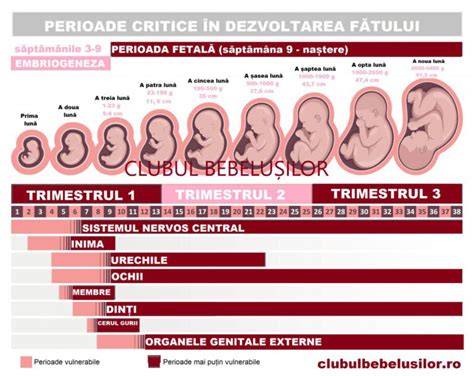 Infografic: Dezvoltarea fătului în trimestrul II (săptămânile 14-28)