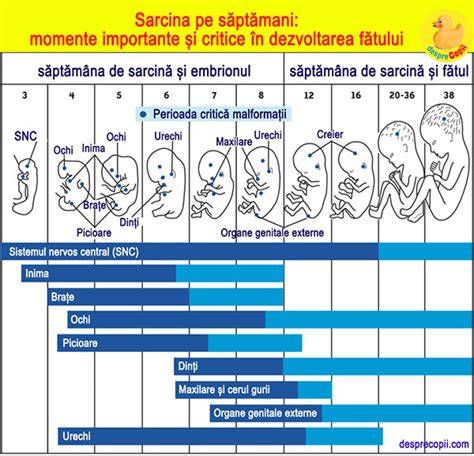 Infografie: etapele dezvoltarii fatului pe saptamani si debutul auzului
