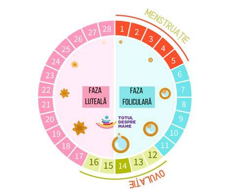 Infografic: Faza fertilă, ovulație și perioada post-ovulatorie