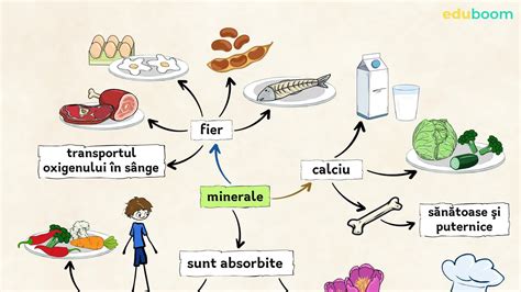 Infografic: Diagrama tranzitului calciului in organism - rol, absorbtie si interdependente cu vitamina D