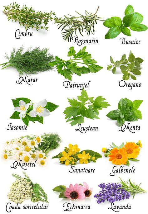 Imagine: Sinergie Hero - plante aromatice și flacoane